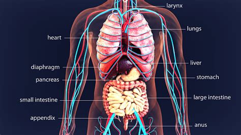 3d Illustration Human Body Organs Human Body System Stock