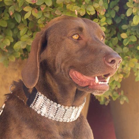 Here are some great california dog rescue and adoption resources. Georgia - northern california labrador retriever ...