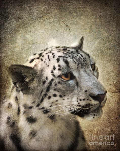 Snow Leopard Portrait Photograph By Jai Johnson Fine Art America
