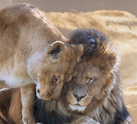 African Lion And Lioness Love