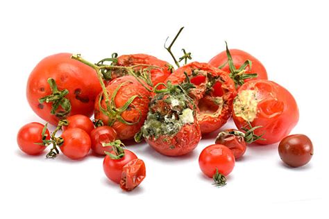 Best Rotten Tomato Stock Photos Pictures And Royalty Free Images Istock