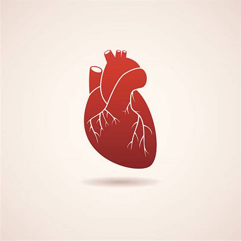 Human Heart Illustrations Royalty Free Vector Graphics