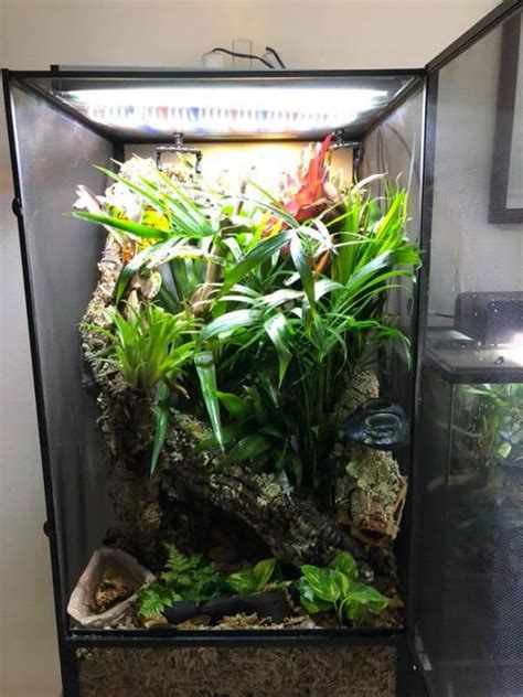 How To Make A Bioactive Vivarium For Pet Lizards And Snakes
