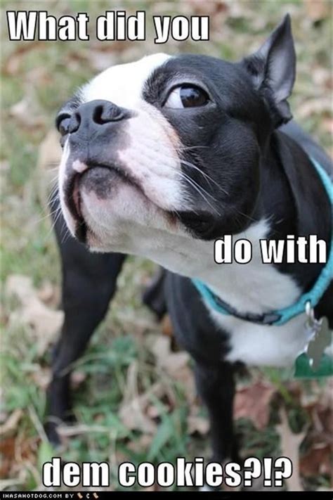 Funny Animal Pictures Of The Day 24 Pics Boston Terrier Funny