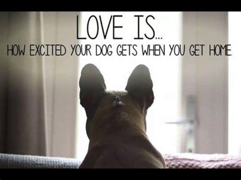 Pin By Michelle Bott On Dog Quotes Puppy Quotes Dog Quotes Puppy Love