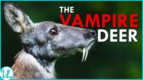 Vampire Or Deer Siberian Musk Deer Youtube