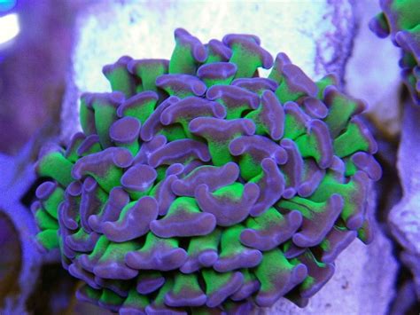 Fluorescent Coral Corals Branching Hammer Coral Fluorescent Green