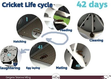 Cricket Life Cycle 42 Day