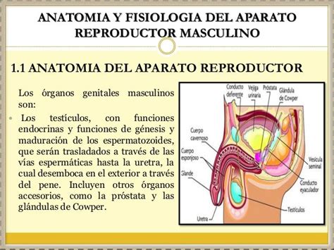 Anatomía Y Fisiología Del Aparato Reproductor Masculino