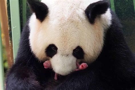 Au Zoo De Beauval Deux Pandas Sont Nés En Parfaite Santé