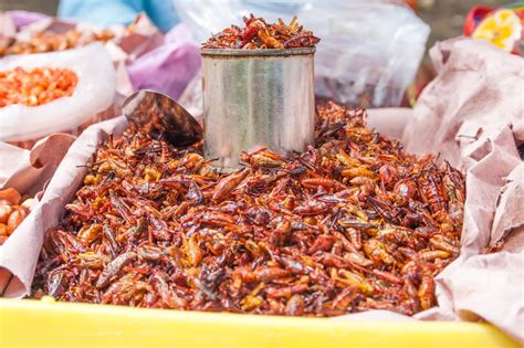 ¿cuáles Son Los Beneficios De Comer Insectos La Opinión