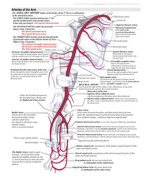 Arteries Of Arm