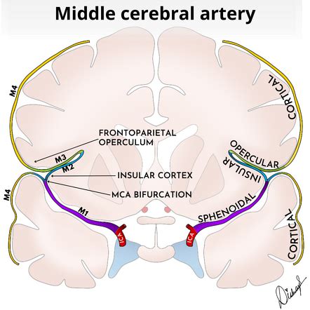 Middle Cerebral Artery Radiology Reference Article Radiopaedia Org