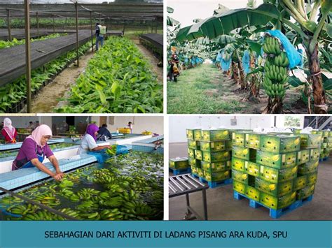 .latihan industri (sa.lee architect planner), author: PPT - Peluang dan Cabaran dalam Perniagaan Pertanian dan ...