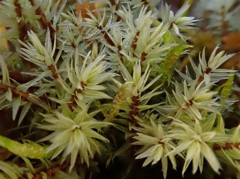Ribbed Bog Moss Bryophyta Mosses Of Vancouver Island · Inaturalist