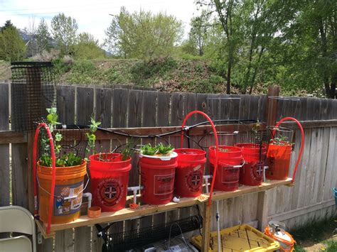 How Hydroponic Bucket Works Gardeningleave