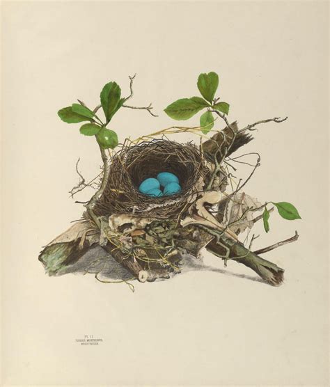 V 1 Illustrations Of The Nests And Eggs Of Birds Of Ohio
