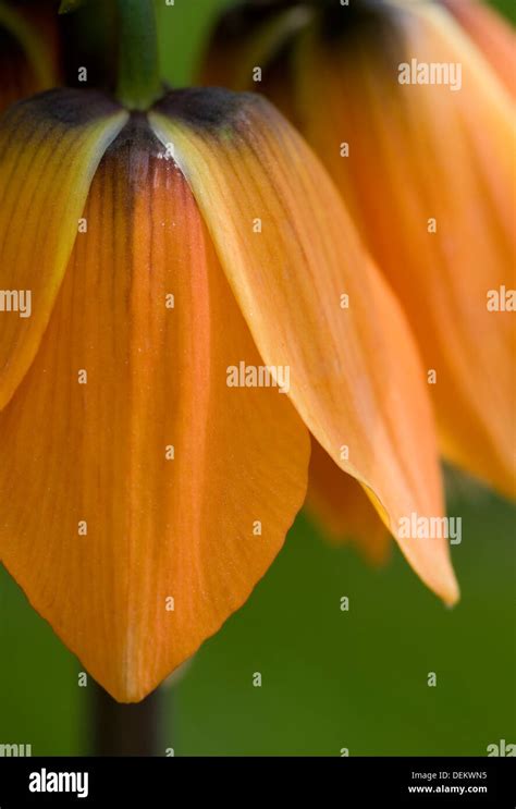 Close Up Of Fritillaria Imperialis Stock Photo Alamy