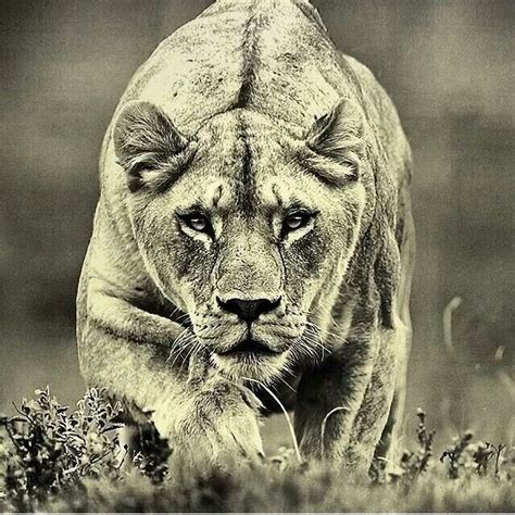 Fierce Lioness Goodulsd