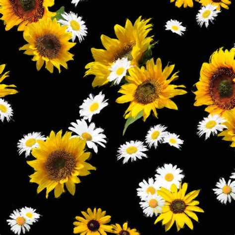 Summer Daisy Sunflower Floral Wallpapers Wallpaper Cave