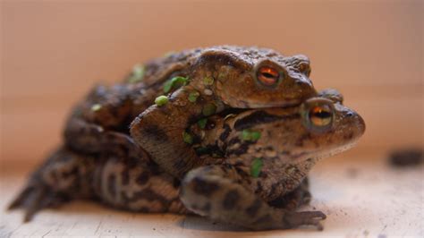 These Ancient Frogs Died From Too Much Sex