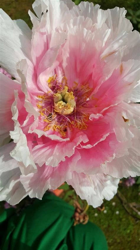 Staudenpfingstrosen haben ihre blütezeit von anfang tipp ein staudenhalter, an denen die pflanzenteile für den winter locker befestigt werden, kann. Pfingstrose | Hoa