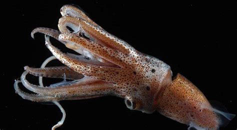 Find and download the best mac wallpapers. SQUID in its natural habitat. | Bizarre animals, Animals ...