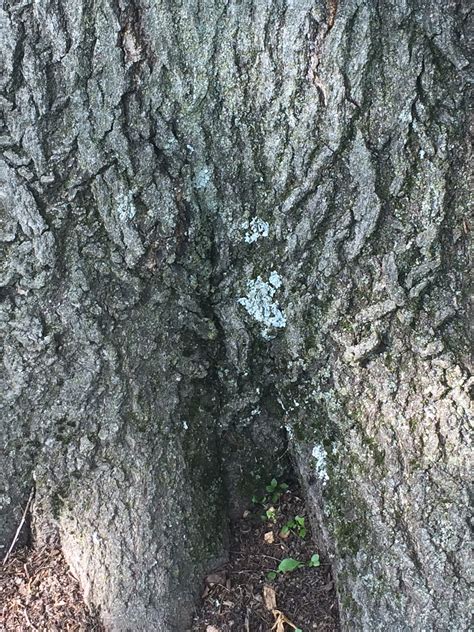White Fungus On Oak Tree Growing Trees Front Yard Leaves Garden