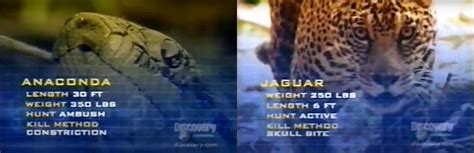 Anaconda Vs Jaguar By Ajolley785727 On Deviantart