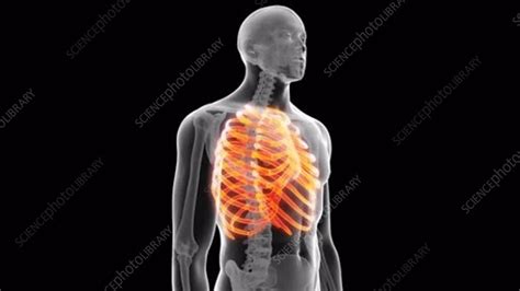 Human Ribs Stock Video Clip K0061397 Science Photo Library
