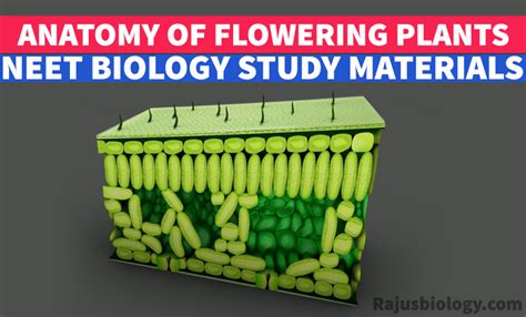 Pdf Anatomy Of Flowering Plants Neet Biology Study Material Rajus