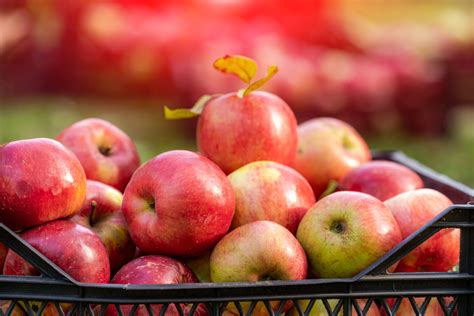 10 Best Apple Orchards In North Carolina 2022