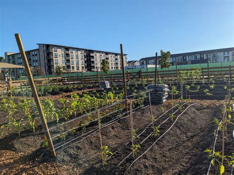 Urban farming development sprouts in Santa Clara - San José Spotlight
