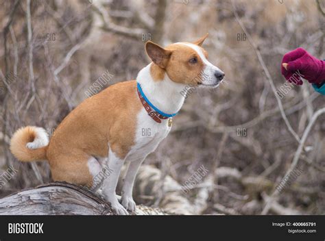 Basenji Dog Sitting On Image And Photo Free Trial Bigstock