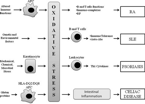 Oxidative Stress And Autoimmune Diseases Schematic Representation Of