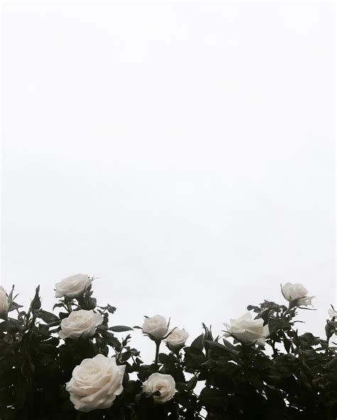 Palmerslauren White Roses Background Flower Aesthetic