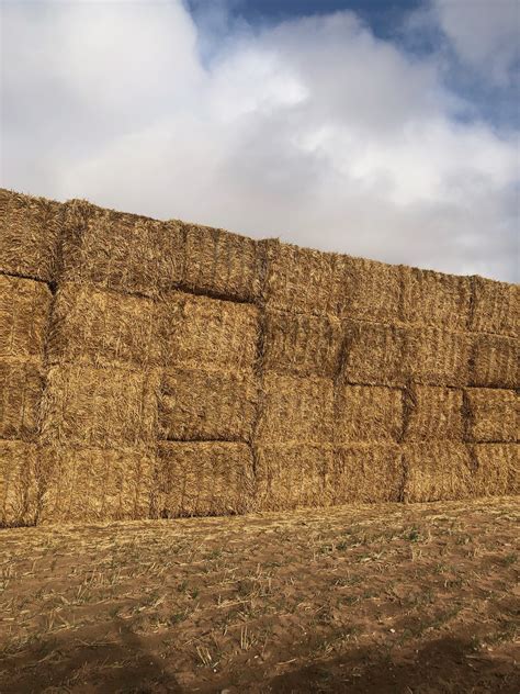 1100mt Barley Straw 500kg 8x4x3 Bales Hay And Fodder Straw
