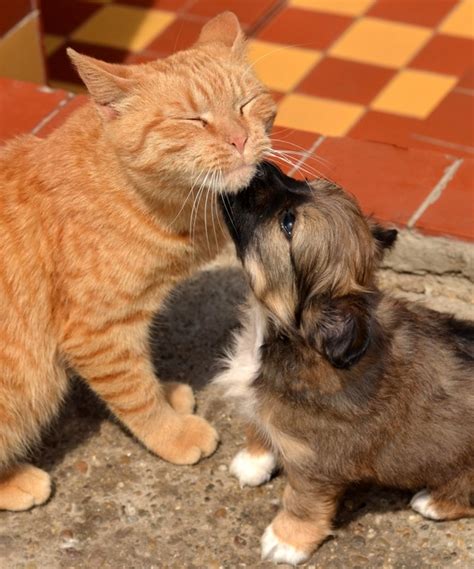 6 Ways To Help Your Cats And Dogs Become Fast Friends