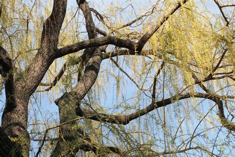 Weeping Willow Tree Facts Weeping Willow Tree Facts