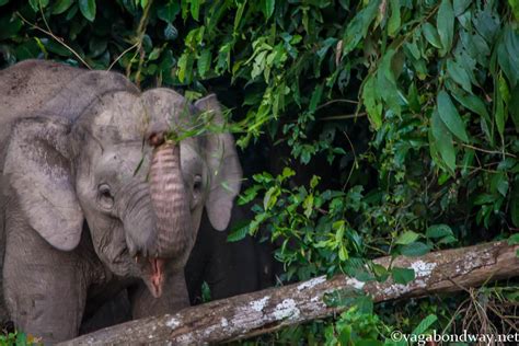 Pygmy Elephants In Borneo Being Amazing And Joyfully Cute Vagabond Way