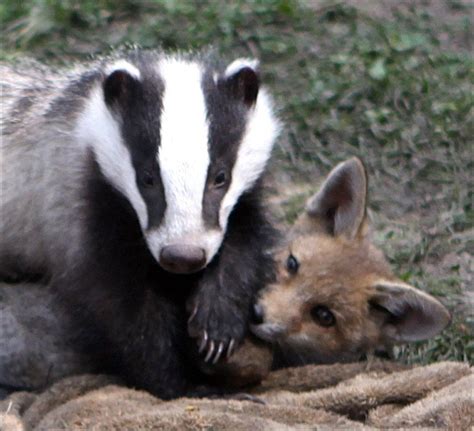 Two Badgers Standing Next To Each Other In The Grass With Their Paws On