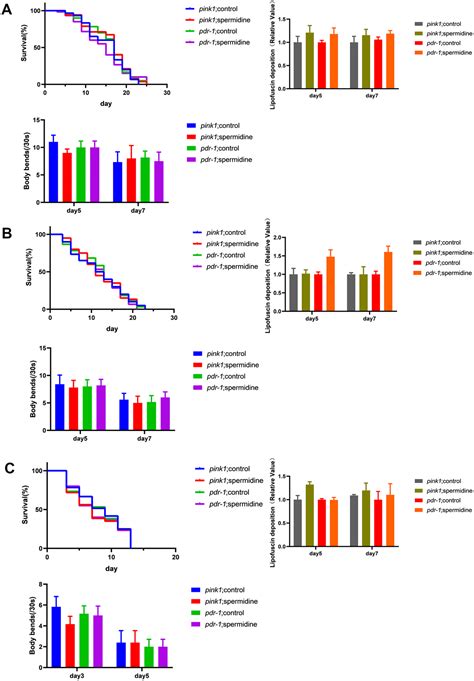 Spermidine Inhibits Neurodegeneration And Delays Aging Via The Pink1