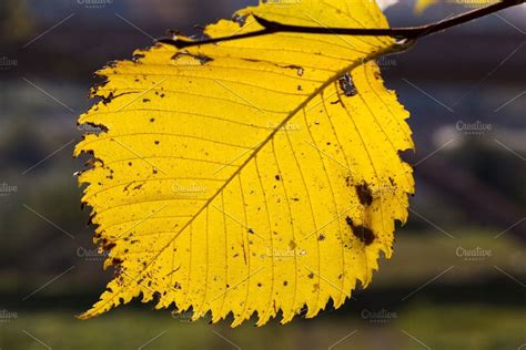 Yellow leaf | Yellow leaves, Yellow leaf trees, Leaves