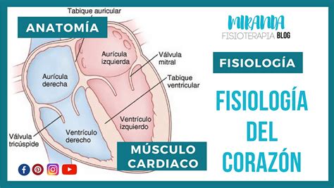 Fisiología Del Corazón Anatomía Y Músculo Cardíaco Como Sincitio