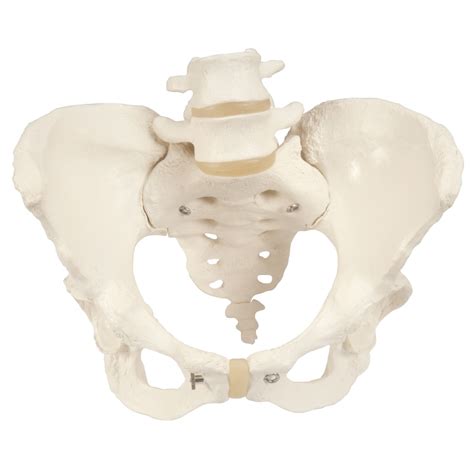 Anatomical Models About Female Pelvic Skeleton
