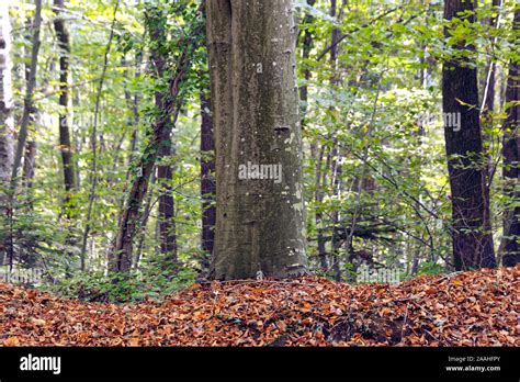 Fagus Orientalis Commonly Known As Oriental Beech Trunk With Autumn