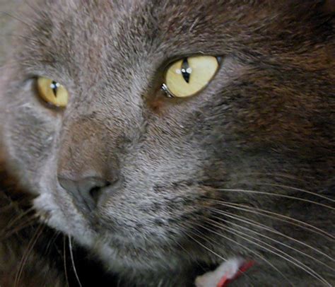 More Photos Of Smokey Grey Cat Thecatsite
