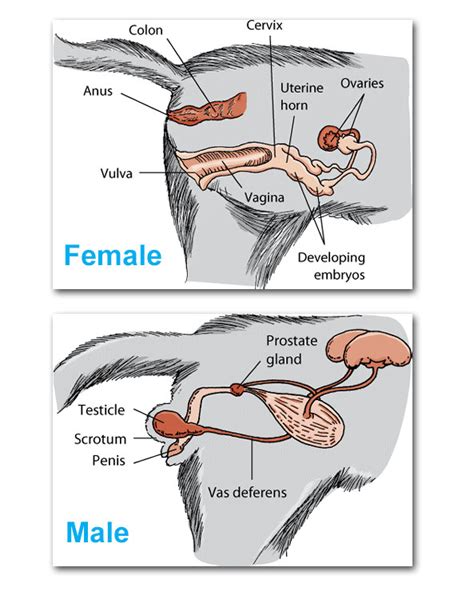 Parts Of Male And Female Reproductive System Reproductive Female Male