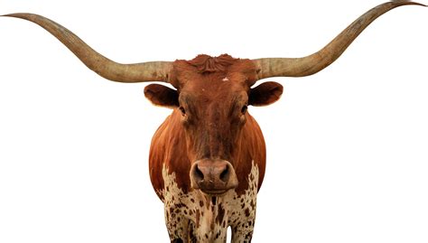 Longhorn Logo Transparent Background Png