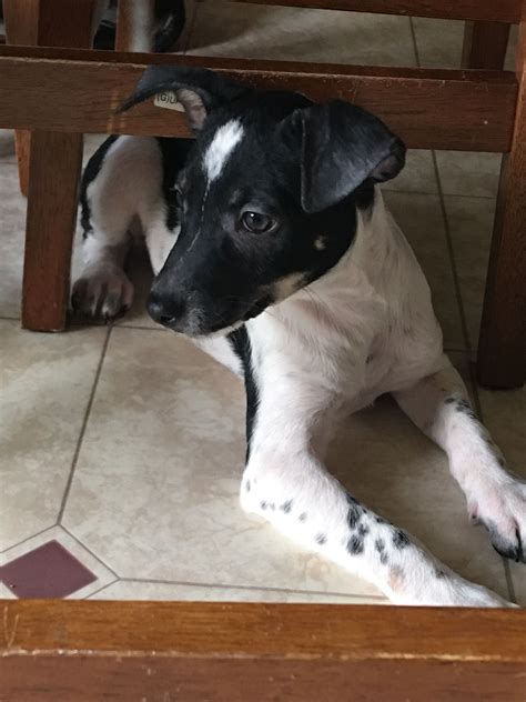 113 house rental listings are currently available. Chiweenie dog for Adoption in Round Lake Beach, IL. ADN ...